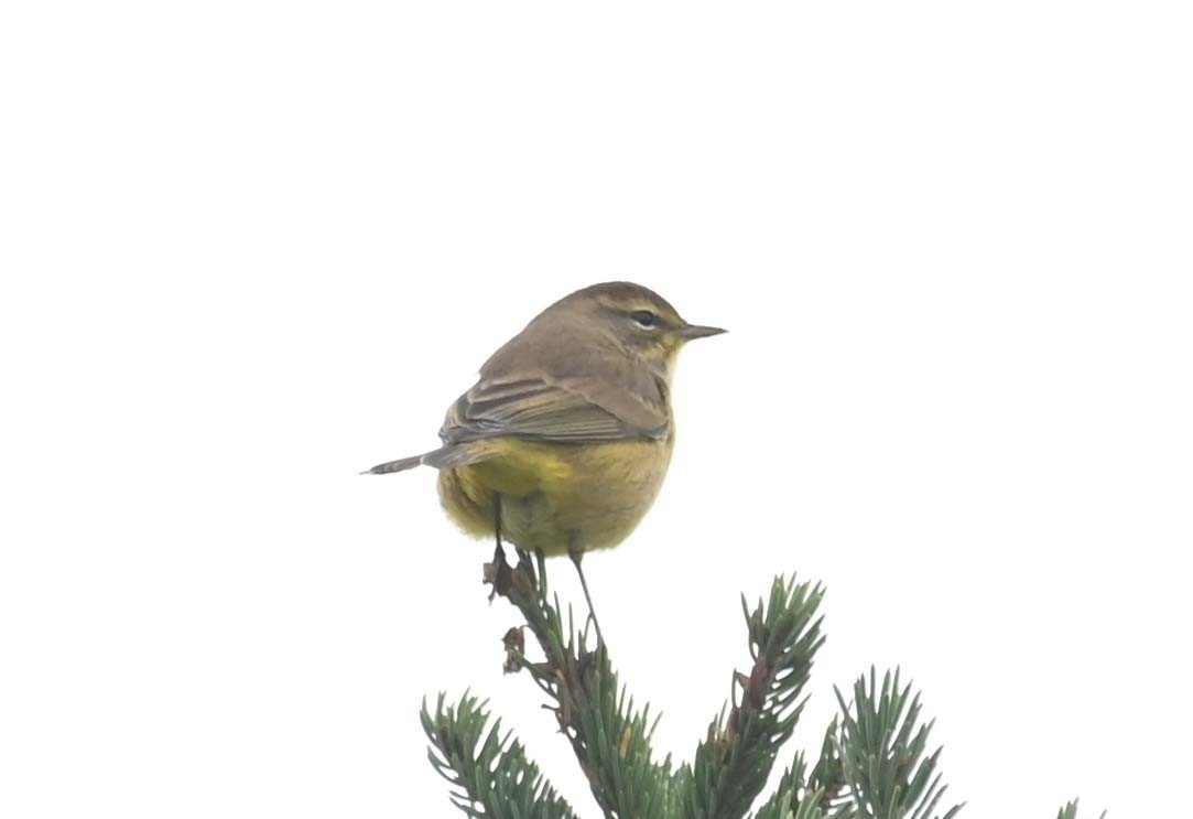 Palm Warbler (Yellow) - ML624058569