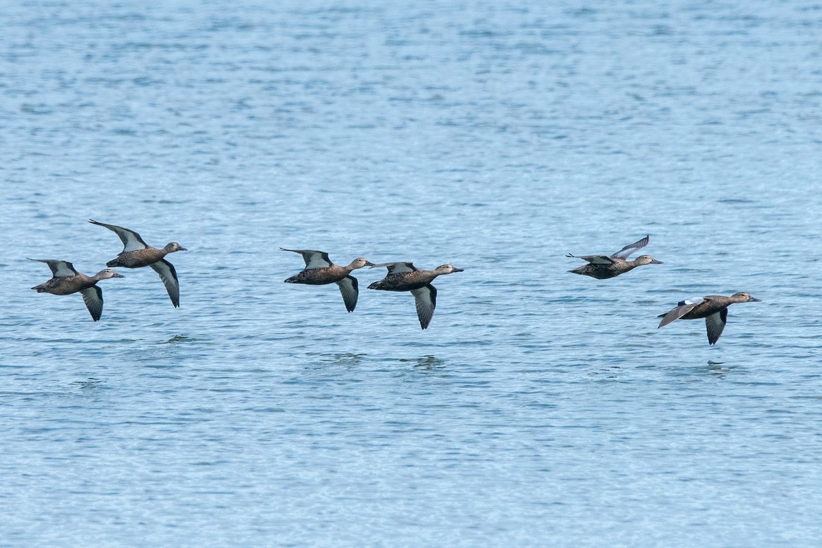 Blue-winged Teal - ML624058572