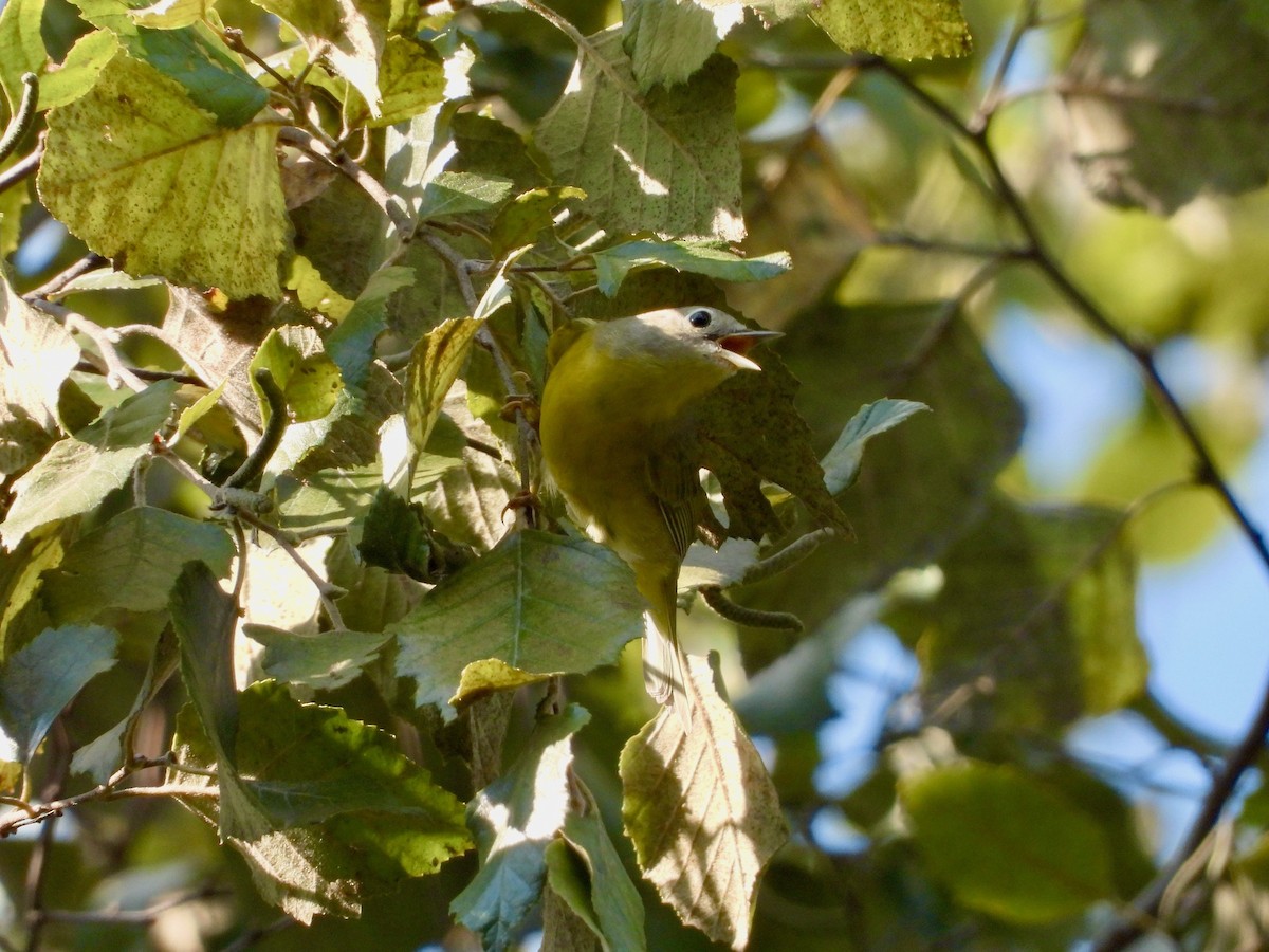 Nashville Warbler - ML624058583