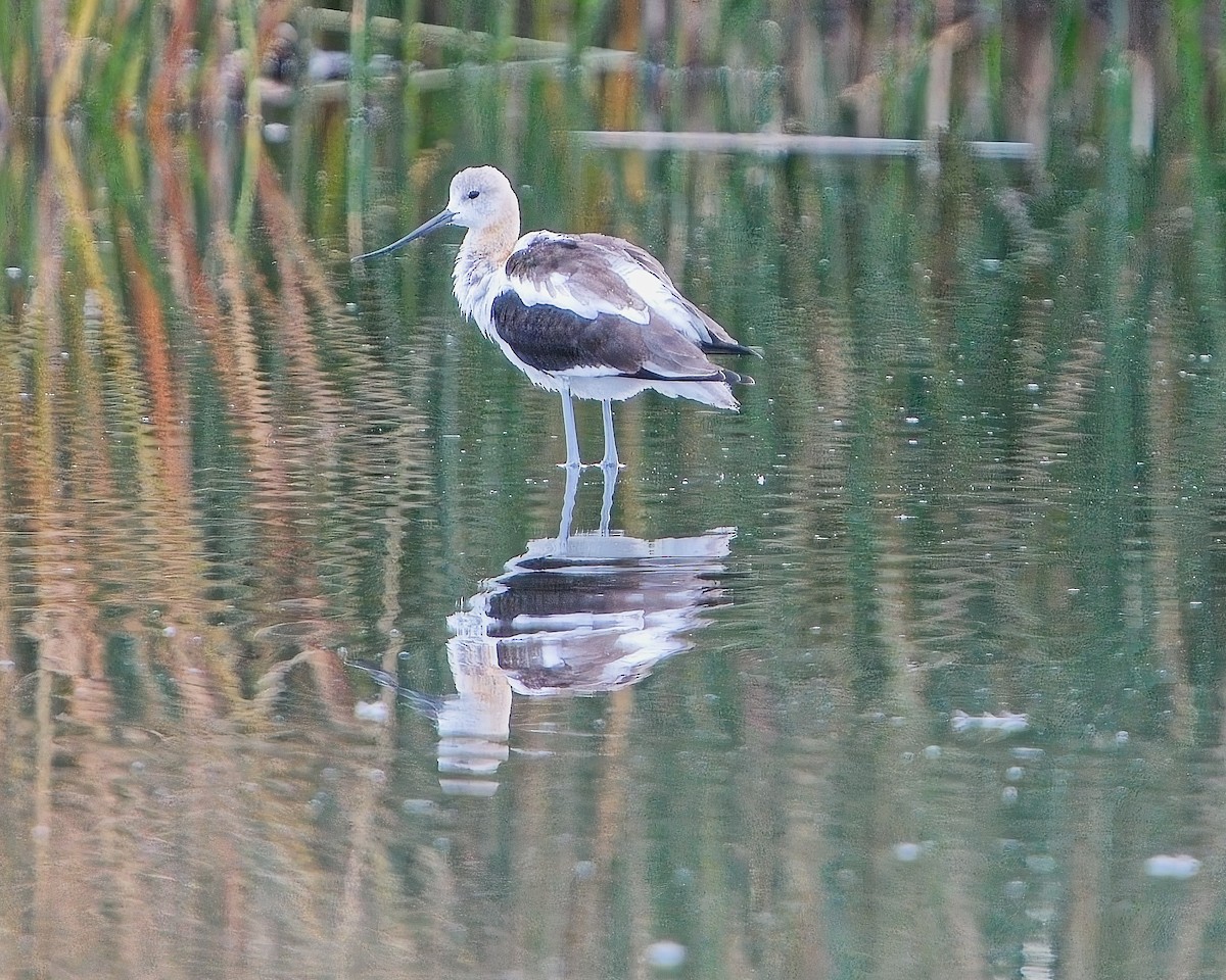 Avocette d'Amérique - ML624058586