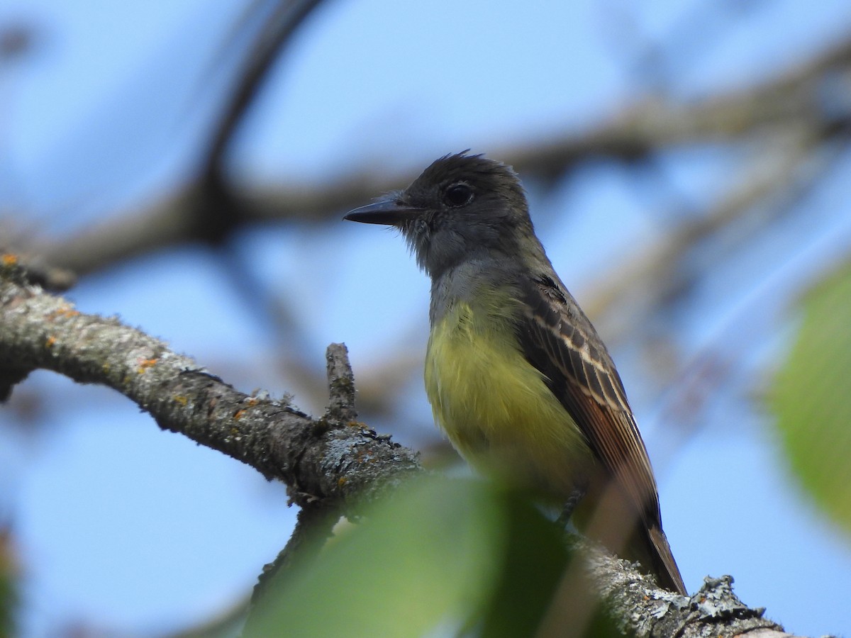 Great Crested Flycatcher - ML624058588