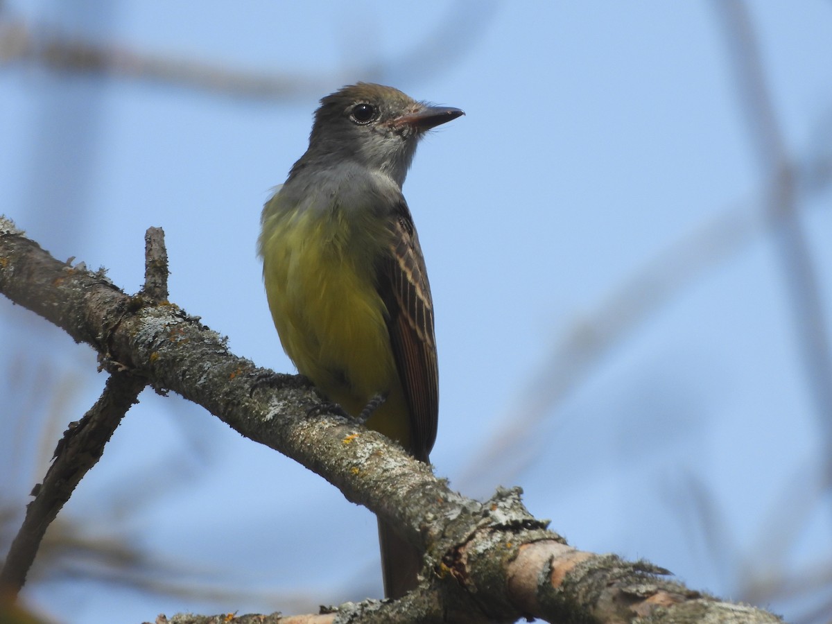 Great Crested Flycatcher - ML624058589