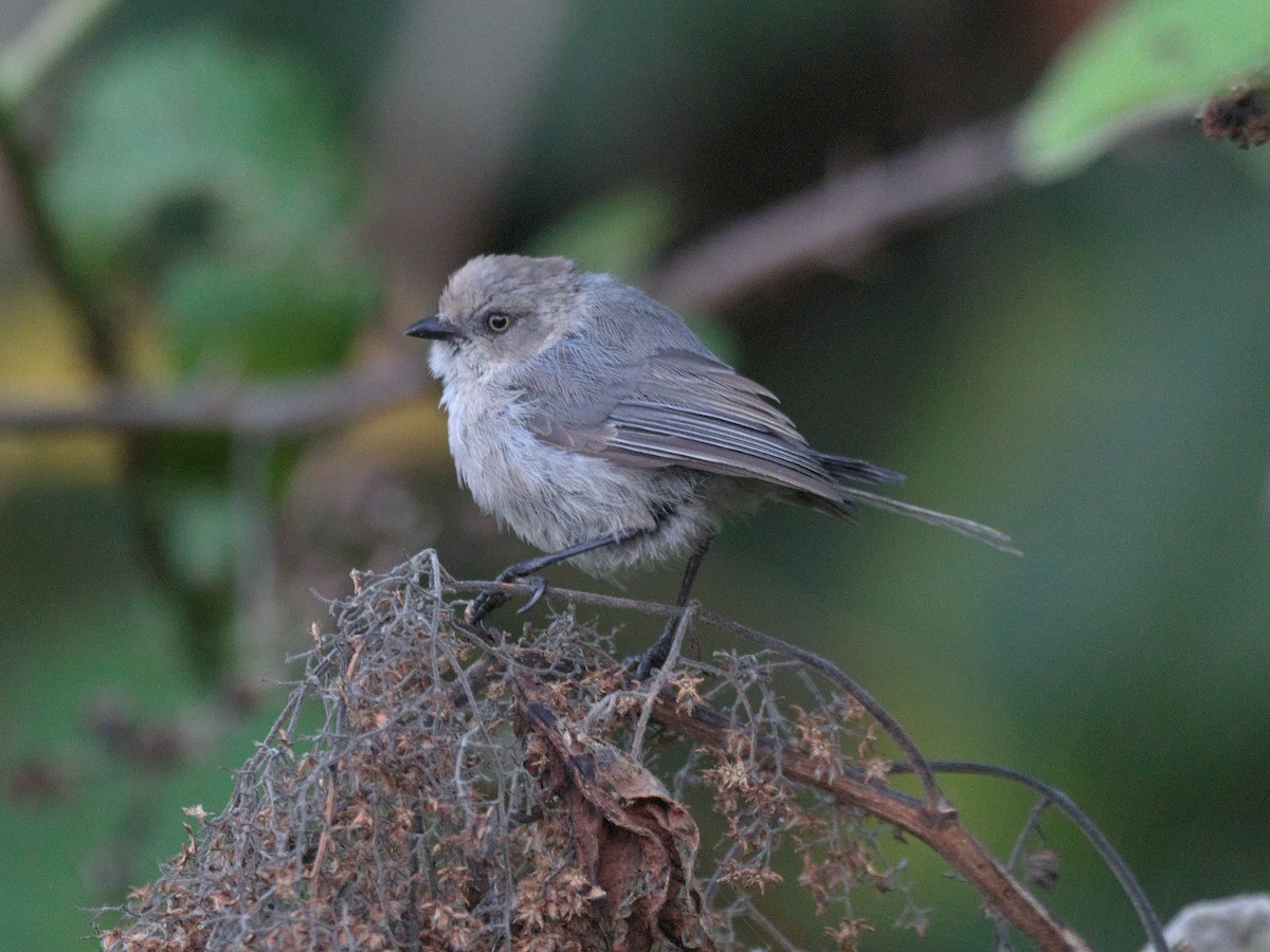 Bushtit - ML624058590