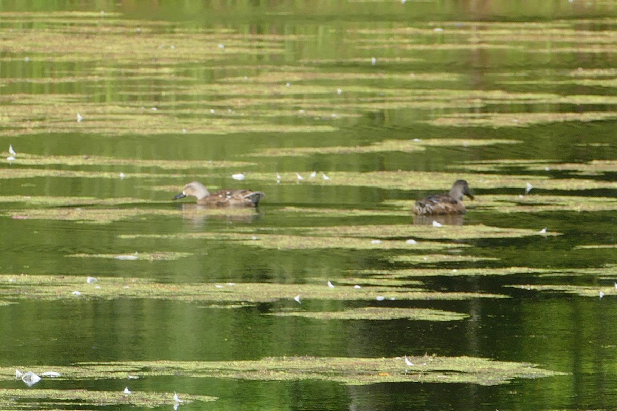 Blue-winged Teal - Judith Slein