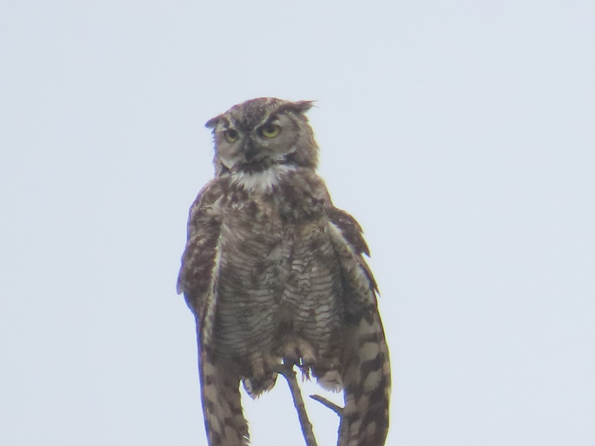 Great Horned Owl - ML624058606