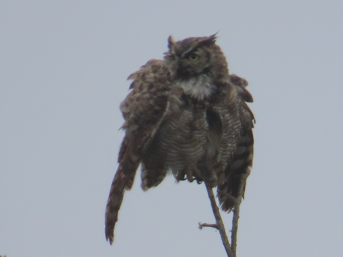 Great Horned Owl - Kathy Dale