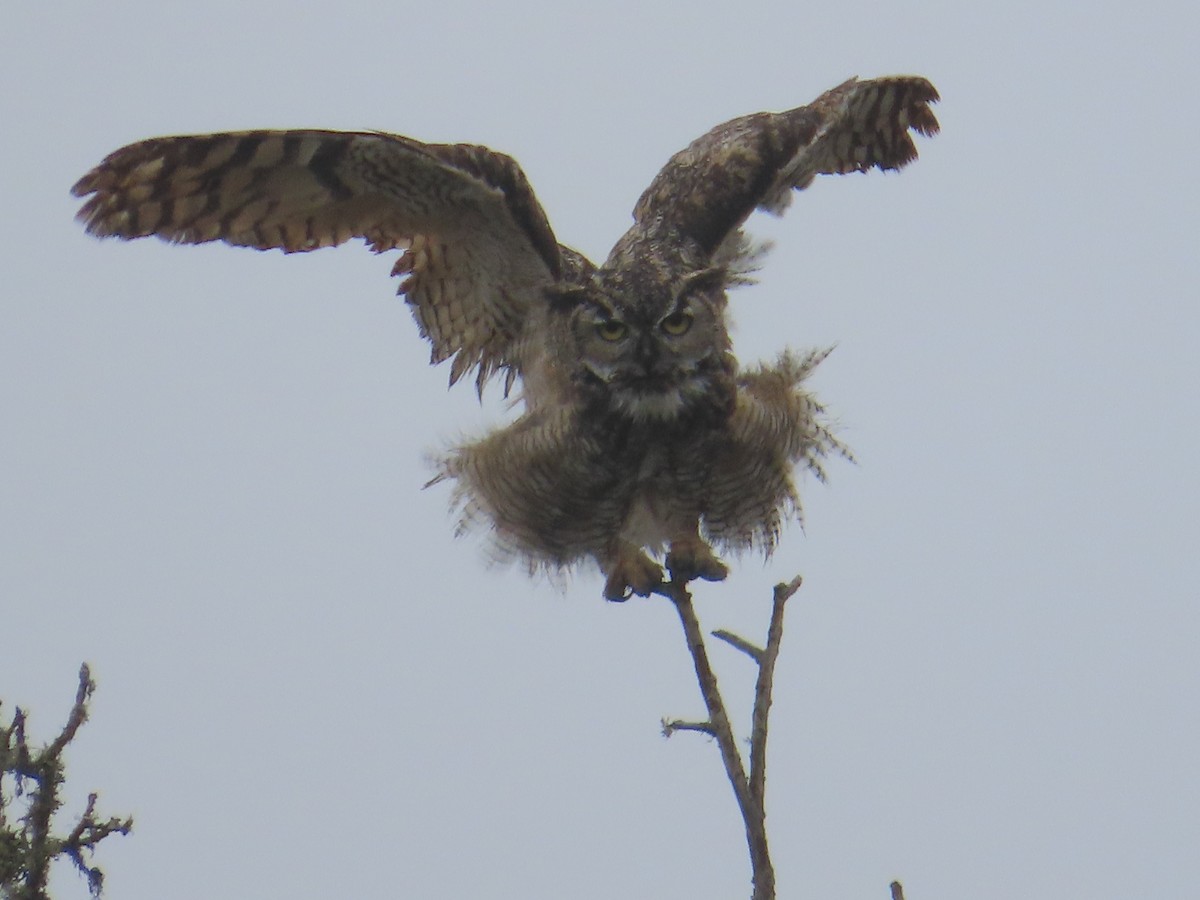 Great Horned Owl - Kathy Dale