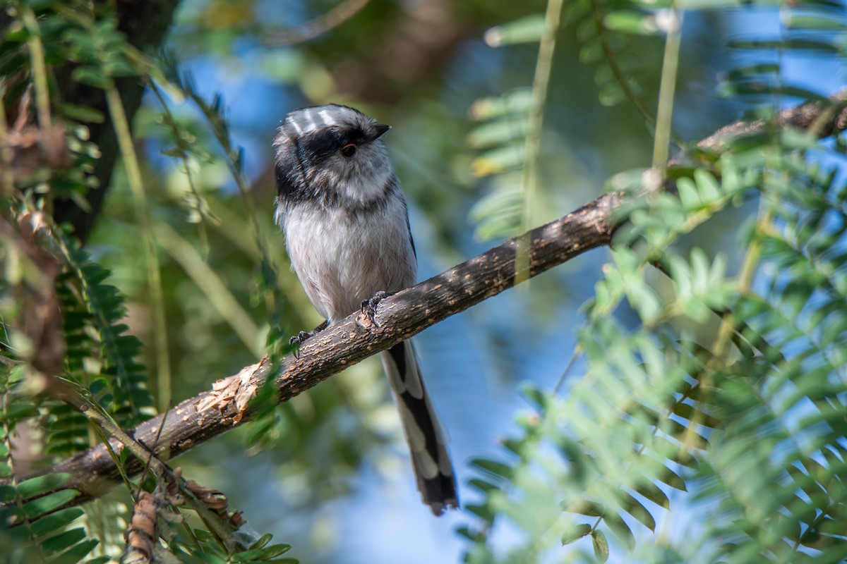 Long-tailed Tit (europaeus Group) - ML624058615