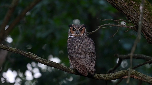 Great Horned Owl - ML624058617