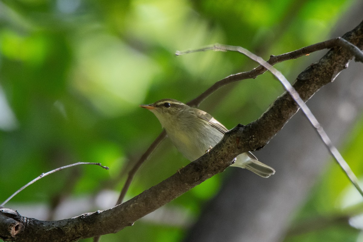 Kamchatka Leaf Warbler - ML624058625