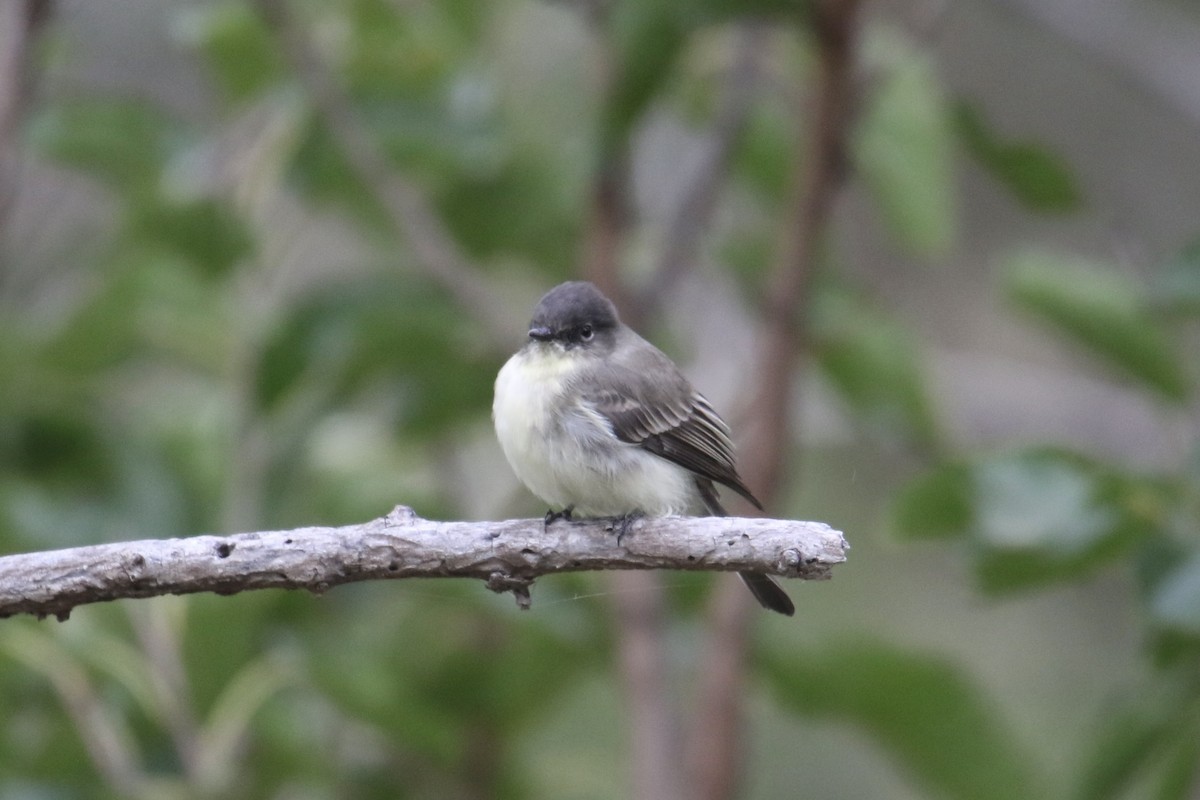 Eastern Phoebe - ML624058626