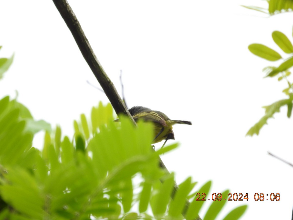 Common Tody-Flycatcher - ML624058628