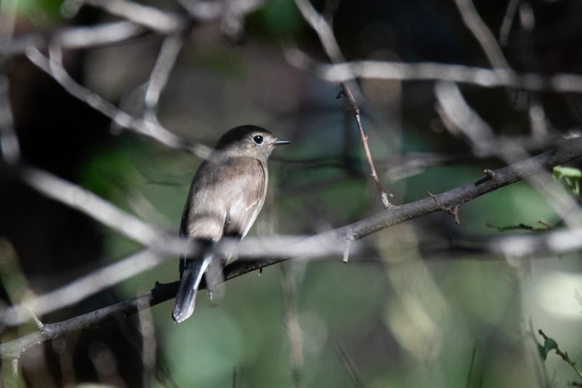 Taiga Flycatcher - Sangyoon Lee