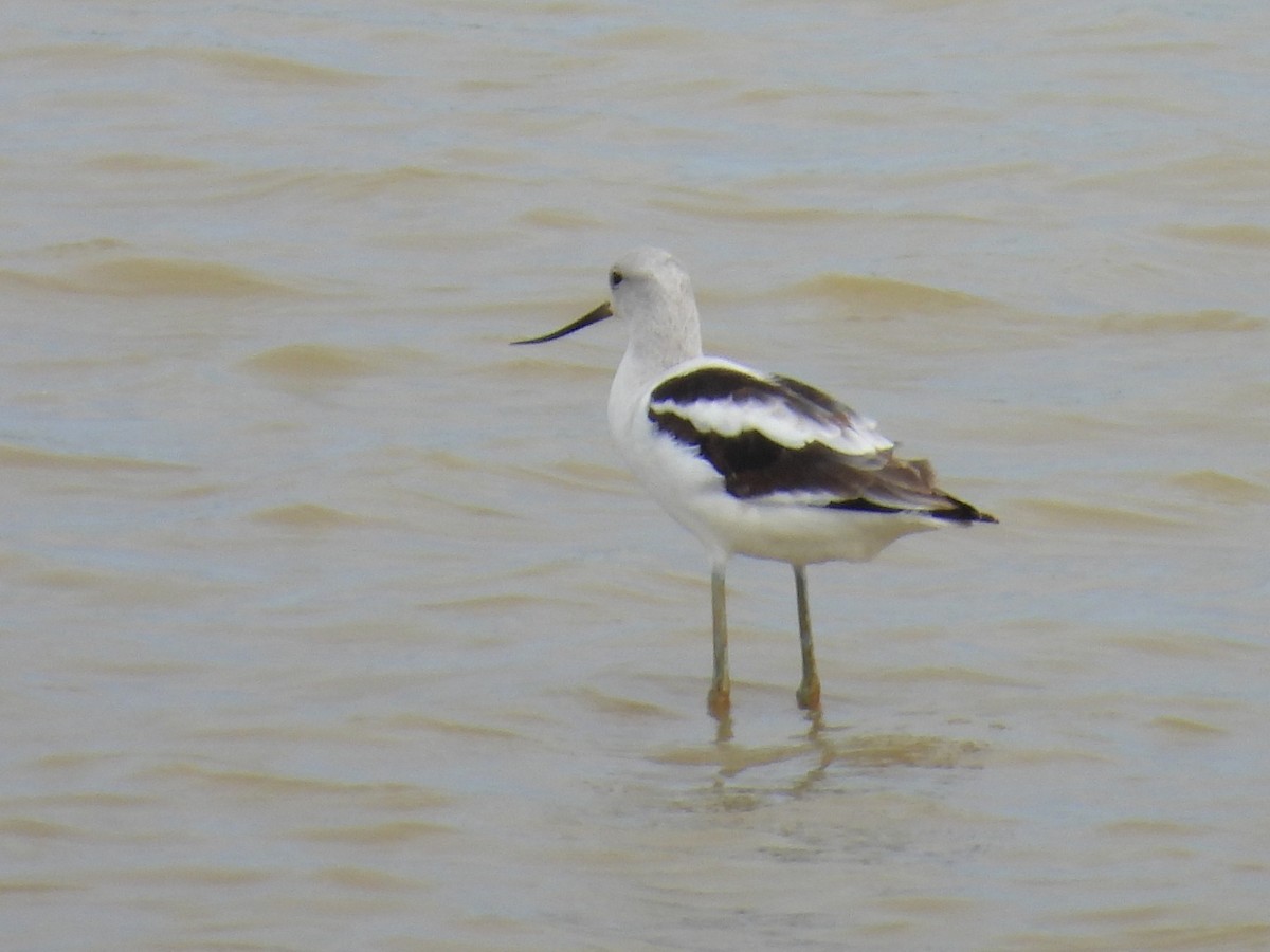 American Avocet - ML624058634