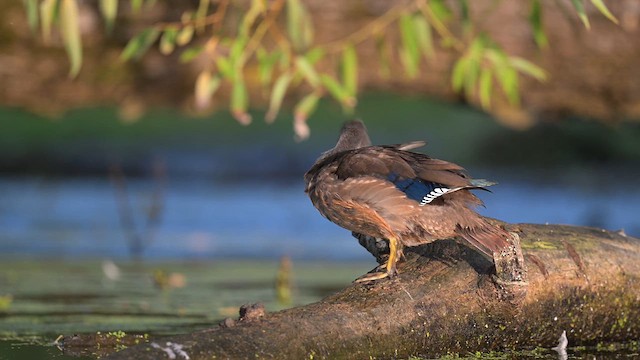 Wood Duck - ML624058648