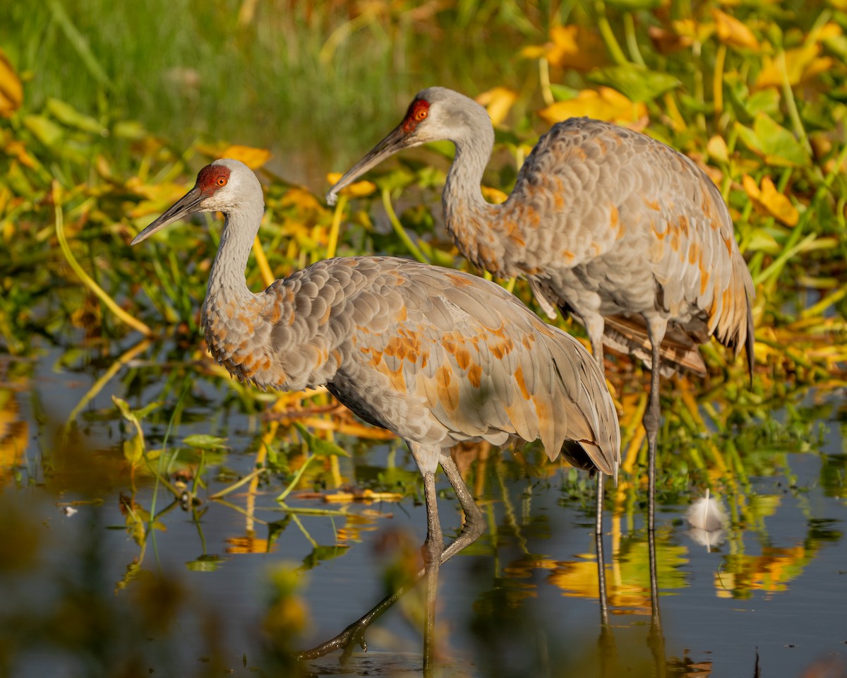 eBird Checklist - 22 Sep 2024 - Springbrook Prairie Forest Preserve ...