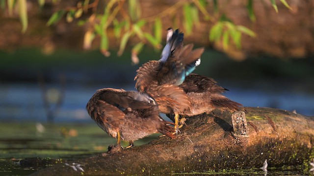 Wood Duck - ML624058657