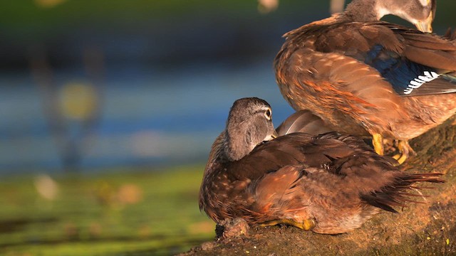 Wood Duck - ML624058677