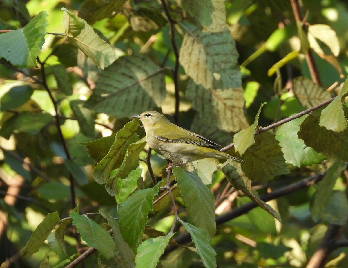 Tennessee Warbler - ML624058683