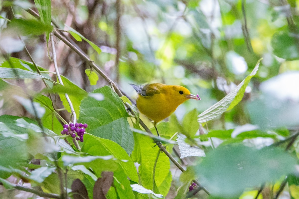 Prothonotary Warbler - ML624058687