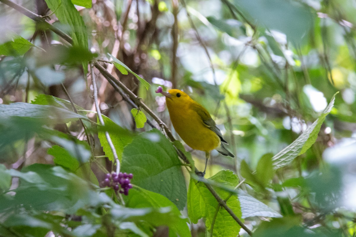 Prothonotary Warbler - ML624058688