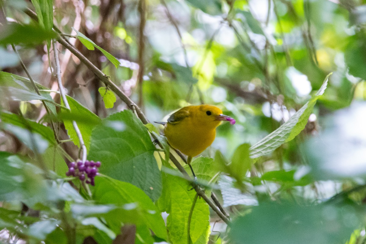 Prothonotary Warbler - ML624058689