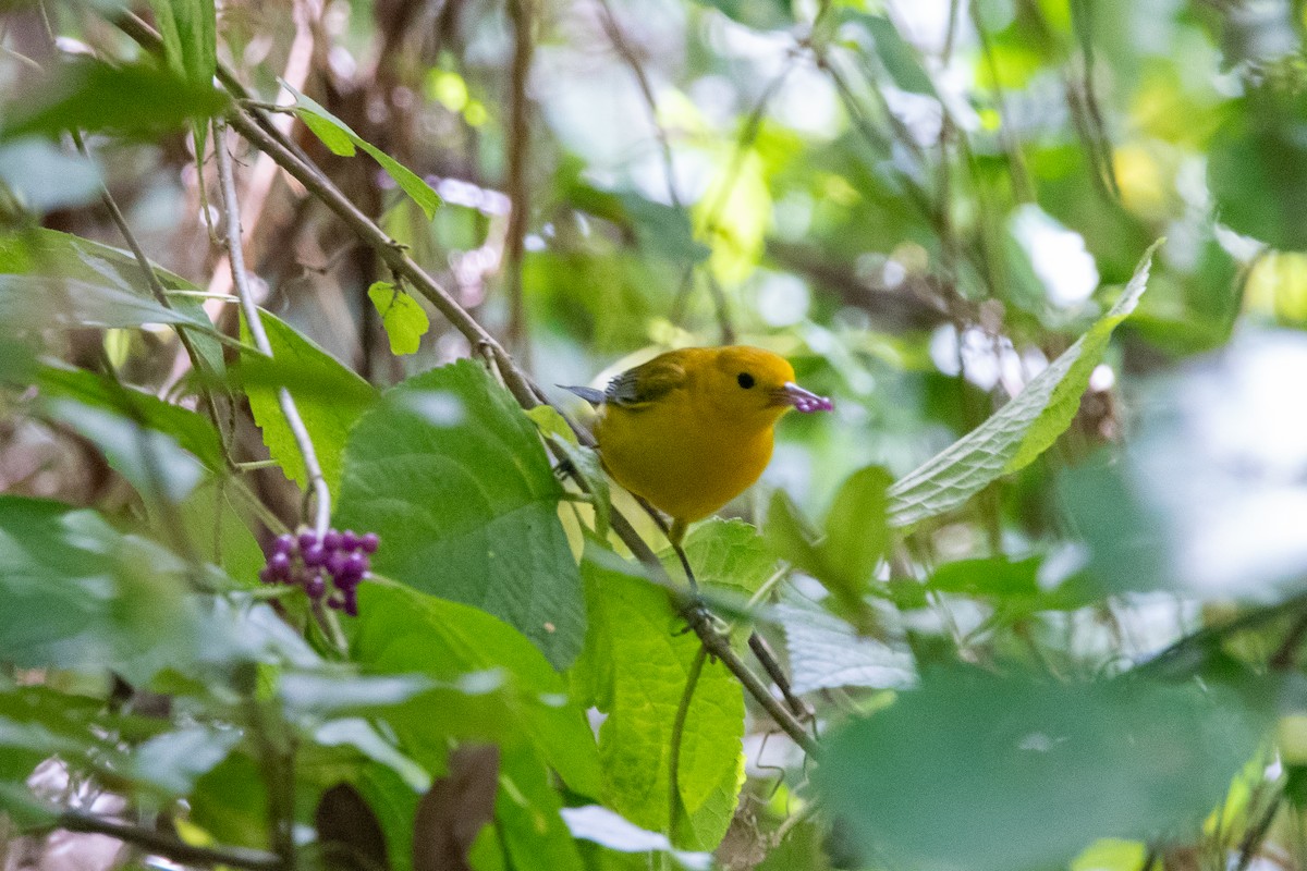 Prothonotary Warbler - ML624058690