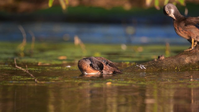 Wood Duck - ML624058696