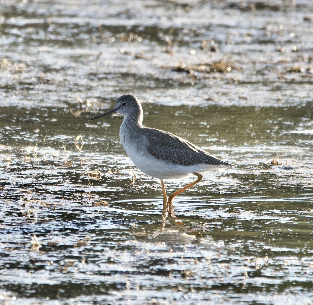 Tüpfelgelbschenkel - ML624058697