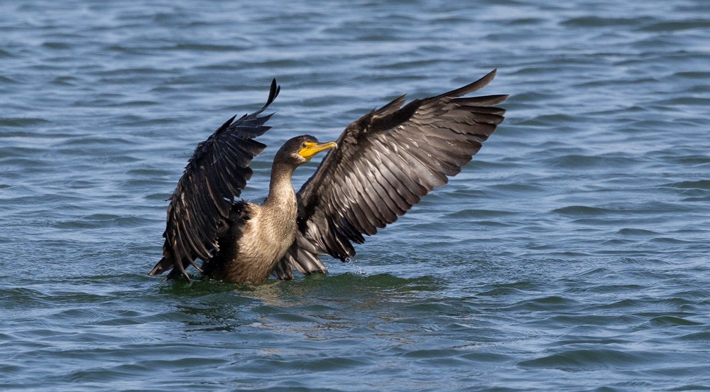 Double-crested Cormorant - ML624058703