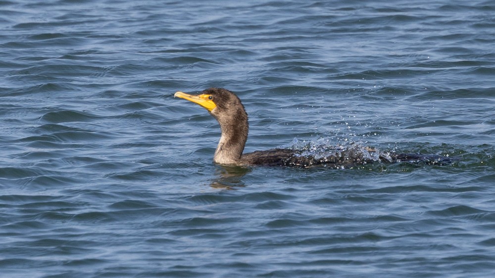 Double-crested Cormorant - ML624058704