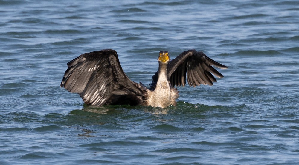 Double-crested Cormorant - ML624058705