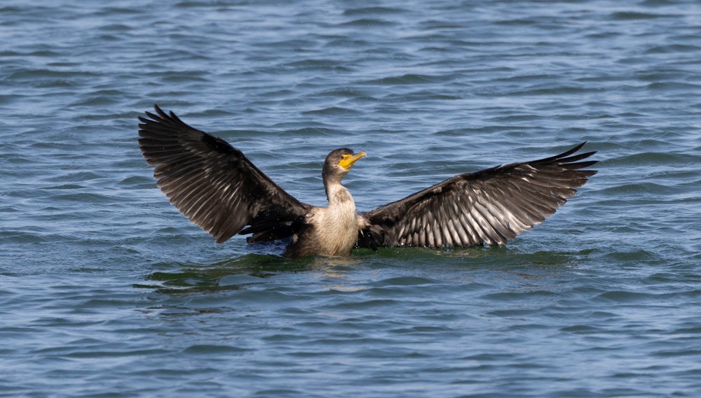 Double-crested Cormorant - ML624058706