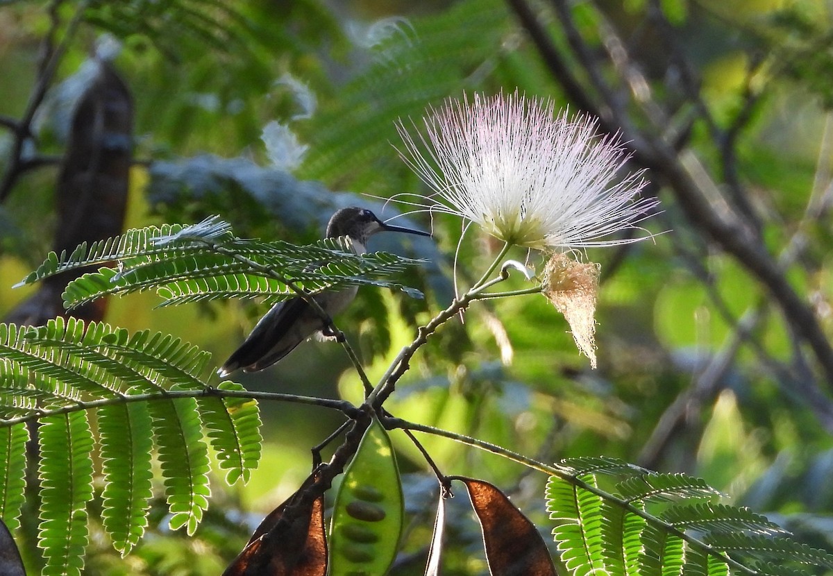 Colibrí Gorjirrubí - ML624058711