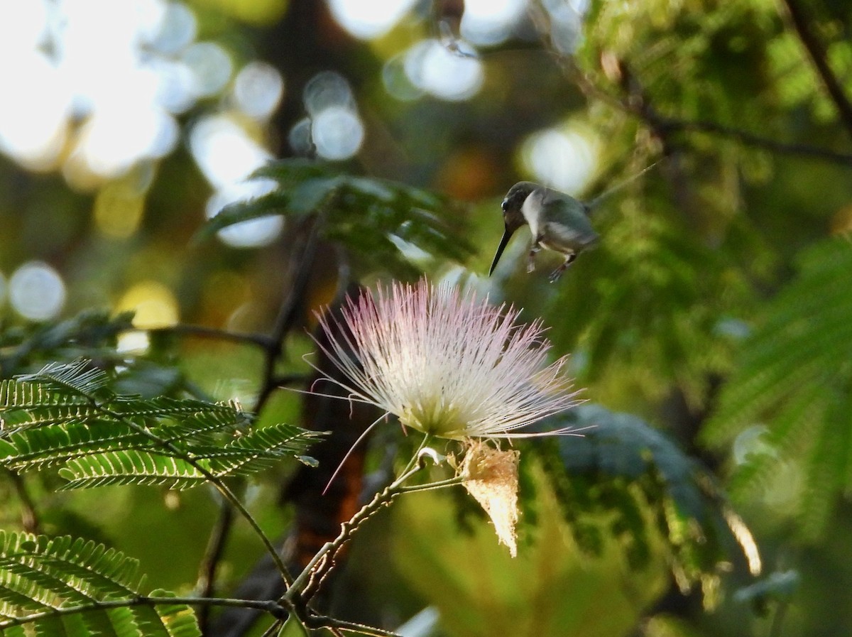 Ruby-throated Hummingbird - ML624058712