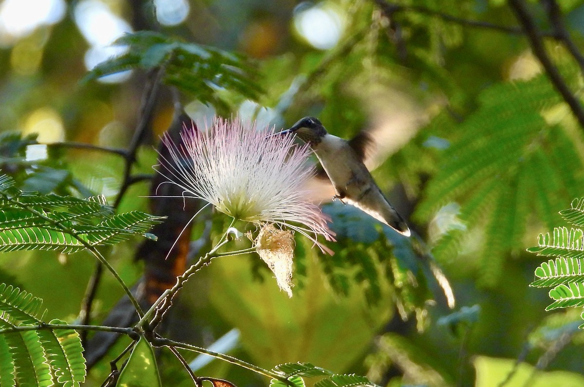 Ruby-throated Hummingbird - ML624058713