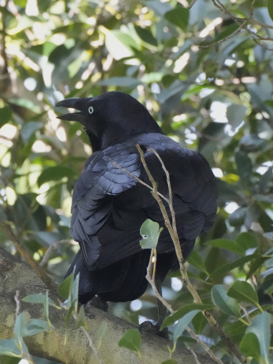 Australian Raven - ML624058720