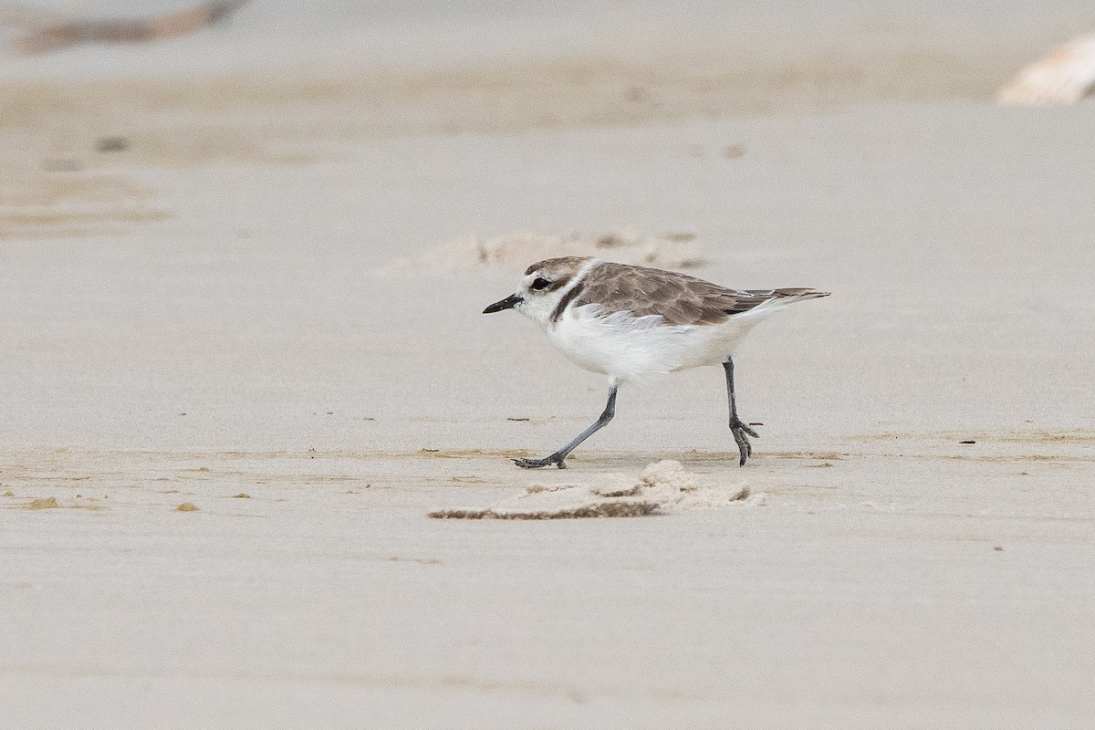 Snowy Plover - ML624058766