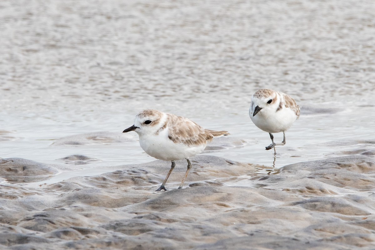 Snowy Plover - Andrew Lydeard