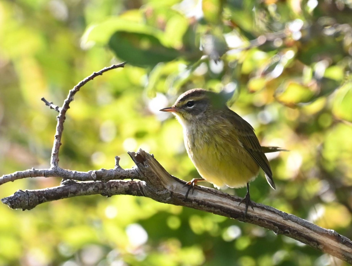 Palm Warbler (Yellow) - ML624058773