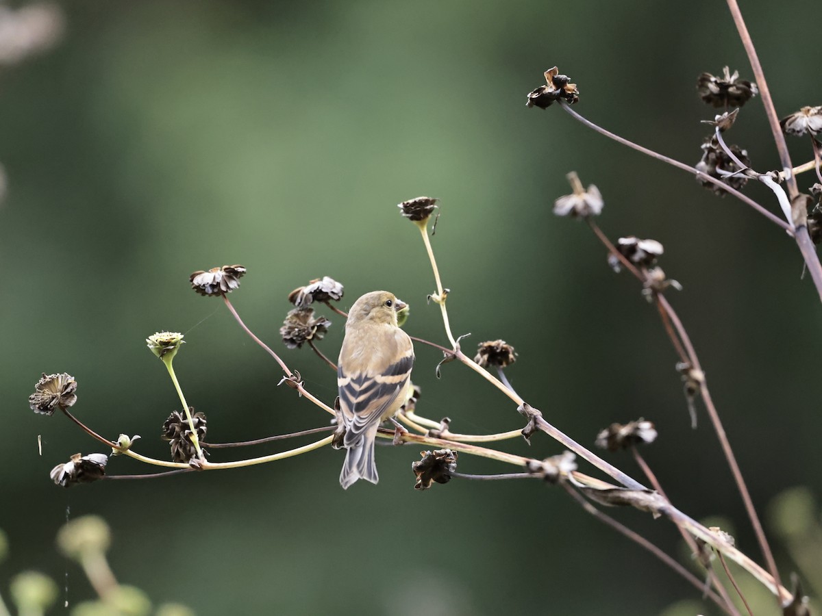 American Goldfinch - ML624058776