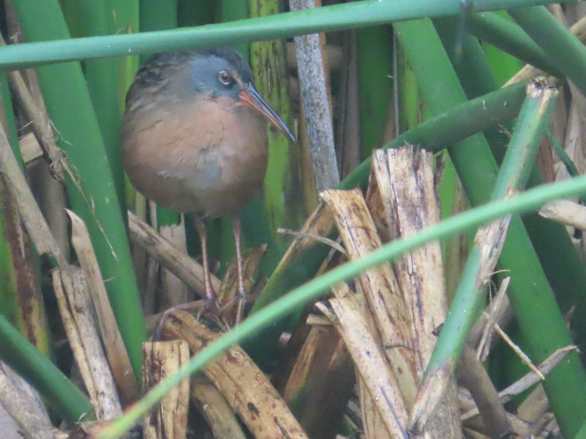 Virginia Rail - ML624058778