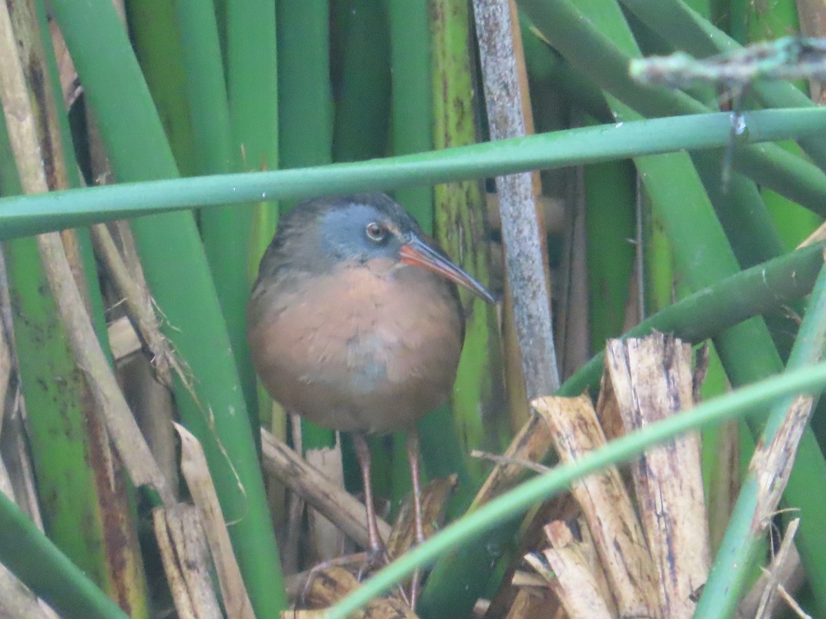 Virginia Rail - ML624058779