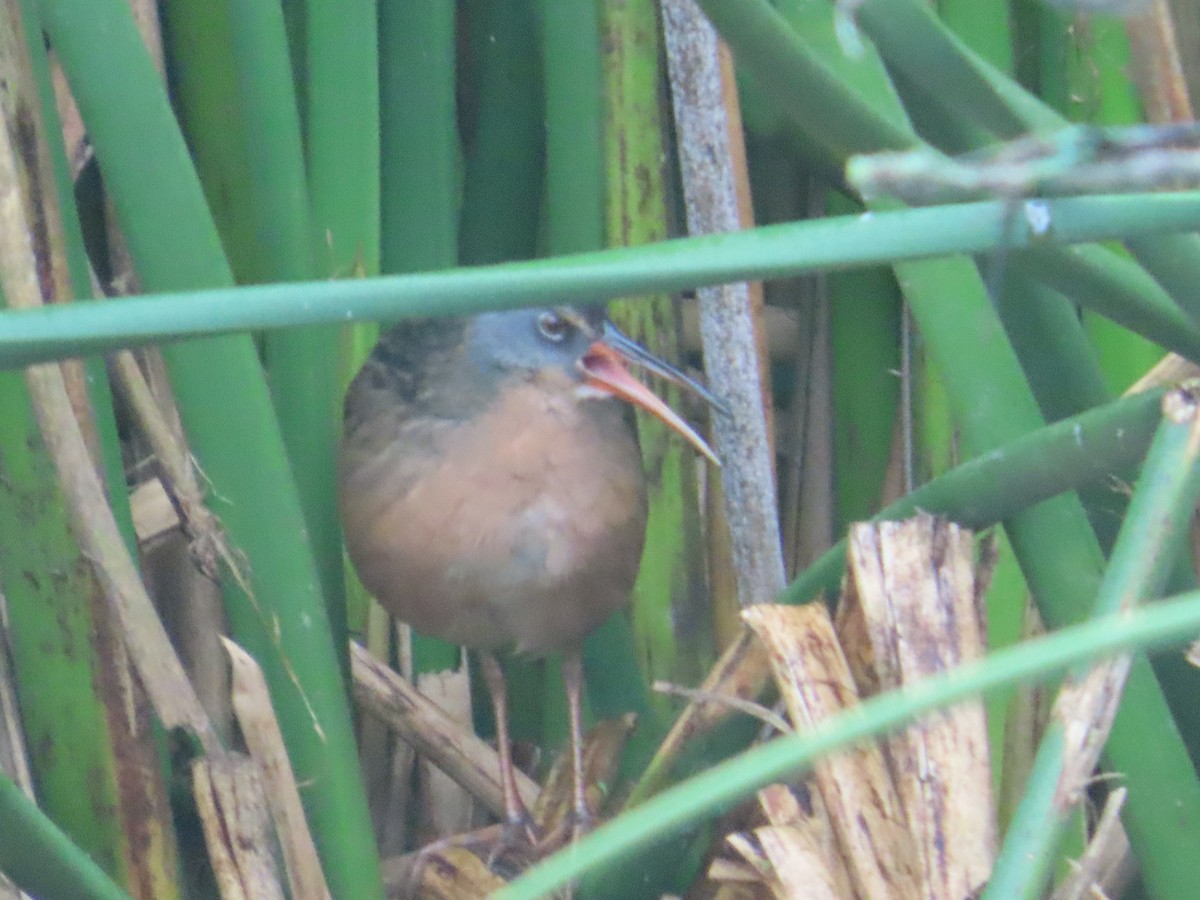 Virginia Rail - ML624058780