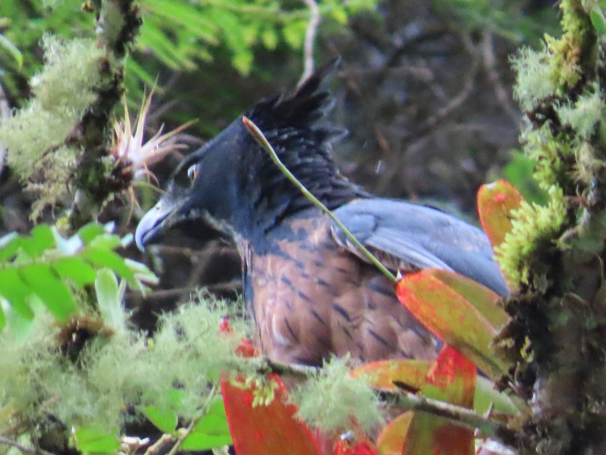 Black-and-chestnut Eagle - ML624058793