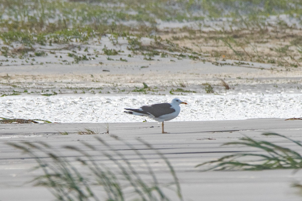 Gaviota Sombría - ML624058795