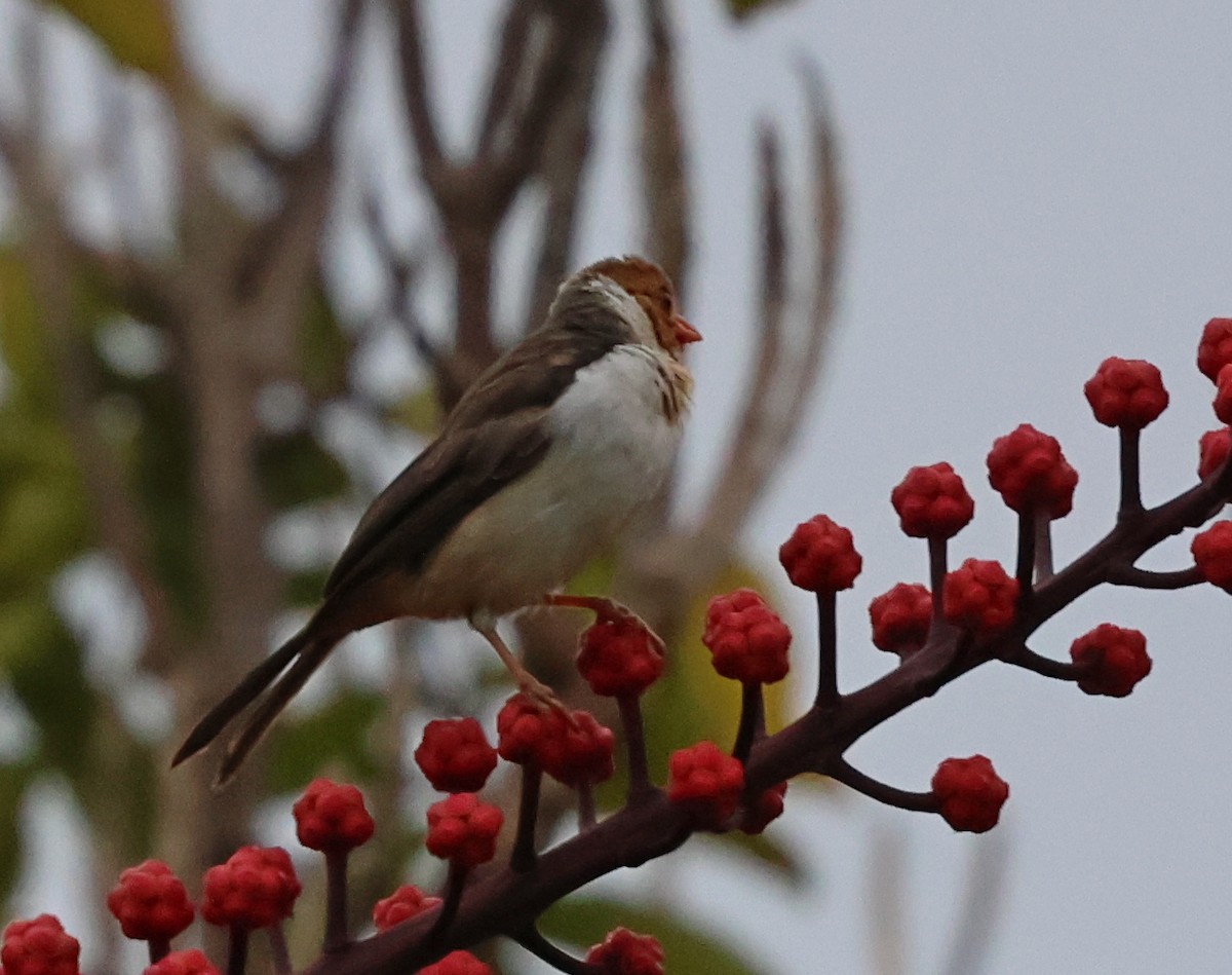 Yellow-billed Cardinal - ML624058798