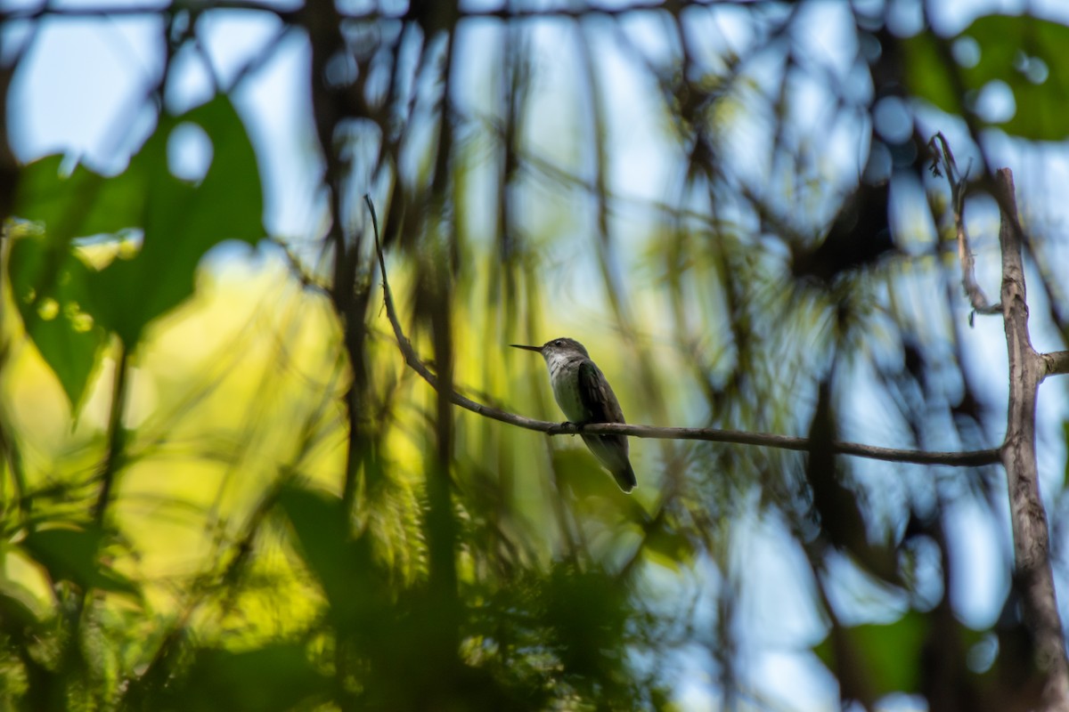 White-bellied Emerald - ML624058813