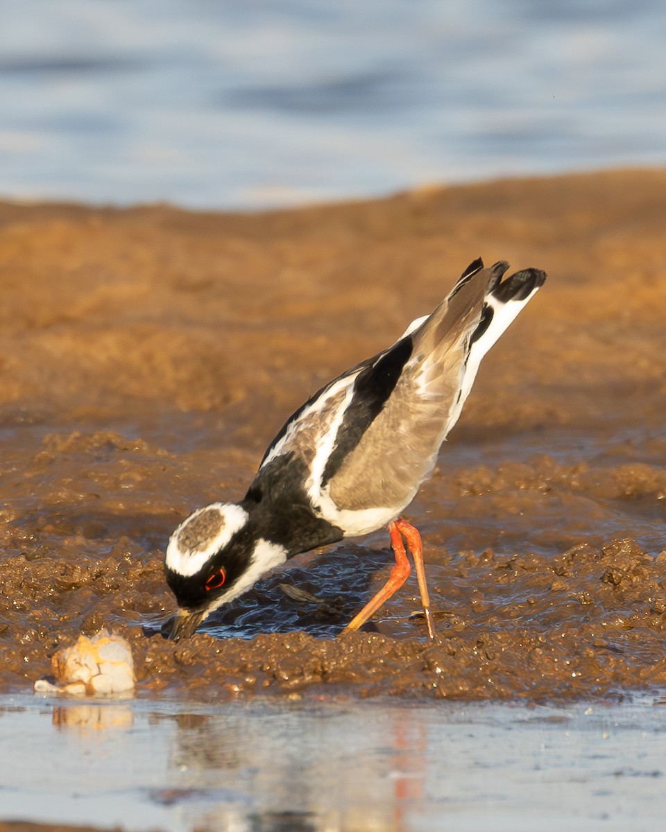 Pied Plover - ML624058815