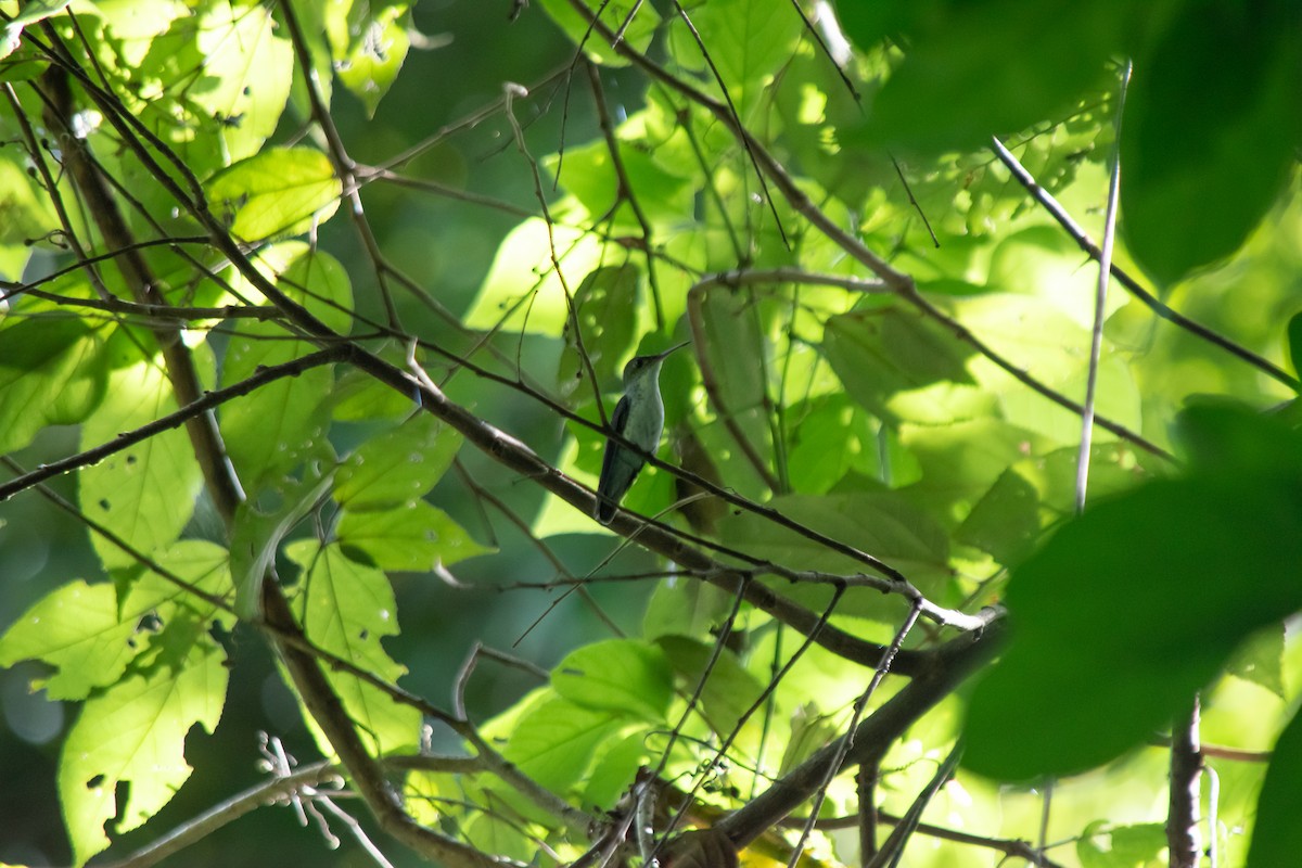 White-bellied Emerald - ML624058816